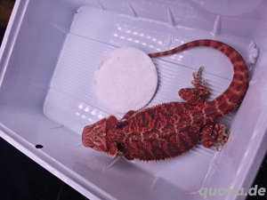 High Red Bartagam Bild 2