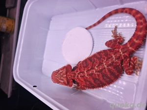 High Red Bartagam Bild 4