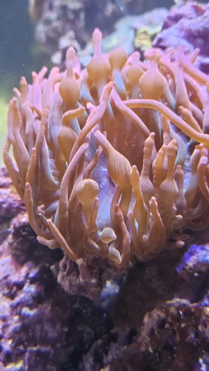 Blasenanemone (Entacmaea quadricolor), Ricordea florida grün, Ricordea yuma orange