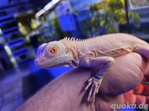 Weißer grüner Leguan Snow