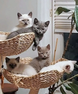 Britisch Kurzhaar BKH sofort abgabebereit 