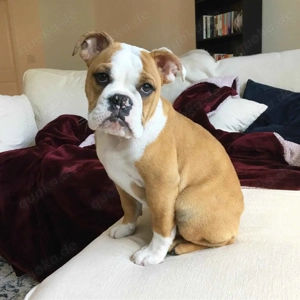 Englische Bulldoggenwelpe