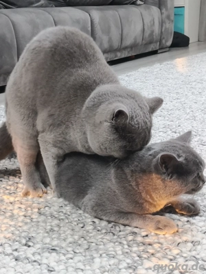 Deckkater BKH Britisch Kurzhaar  Bild 4