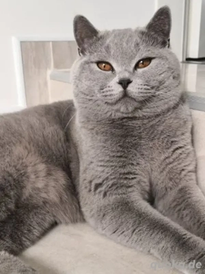 Deckkater BKH Britisch Kurzhaar 