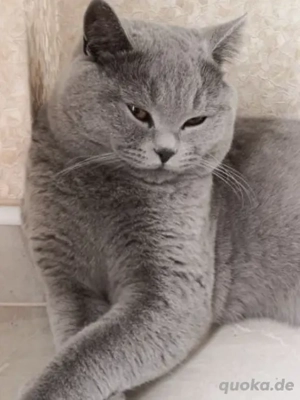 Deckkater BKH Britisch Kurzhaar  Bild 3