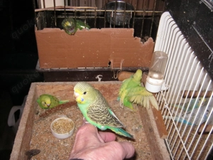 Zahme Wellensittiche verschiedene Farben Bild 2