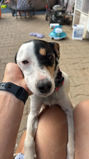Bodequero Hündin( spanischer Jack Russel)  sucht ihr Traumzuhause