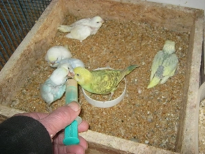 Zahme Wellensittiche verschiedene Farben Bild 4