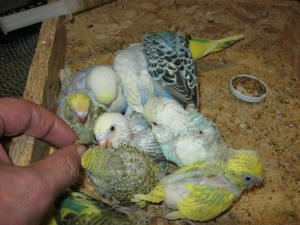 Zahme Wellensittiche verschiedene Farben Bild 9