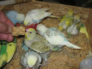 Zahme Wellensittiche verschiedene Farben Bild 7