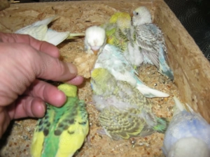 Zahme Wellensittiche verschiedene Farben Bild 10