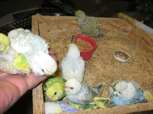 Zahme Wellensittiche verschiedene Farben Bild 6