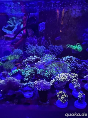 Meerwasser Euphyllia Ableger