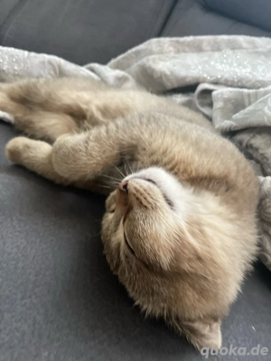 verkaufe meine Katze britisch Kurzhaar