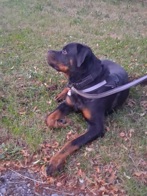 Rottweiler Rüde 11 Monate kastriert  