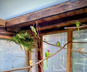 Junge Pflaumenkopfsittiche von 24 und 25 abzugeben 