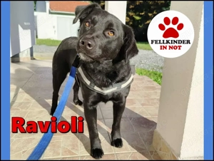 freundlicher Retriever Mischlings-Rüde Ravioli sucht seine Menschen