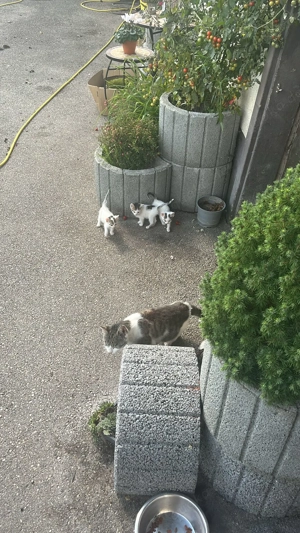 Katzenbabies abzugeben 