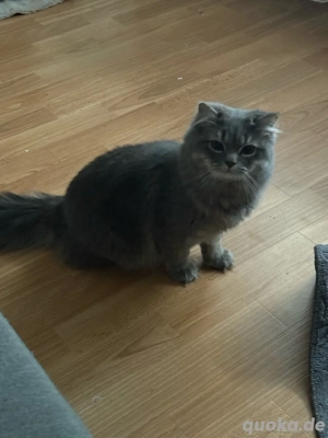    Wunderschöne 11 Monate alte Katze (Perser x BKH) sucht liebevolles Zuhause   