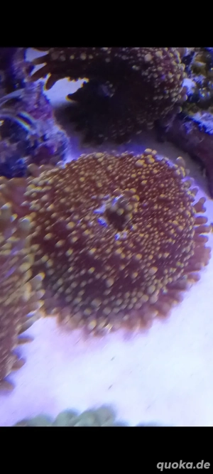 meerwasser aquarium yuma