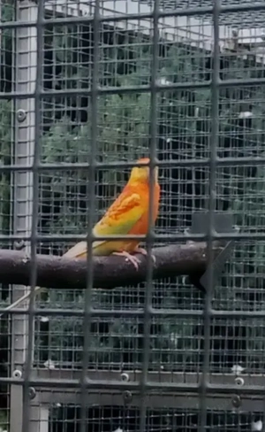 suche Singsittich Henne in rubino orange