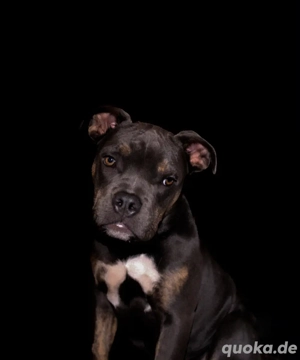 Junge Old English Bulldog OEB mit Papieren