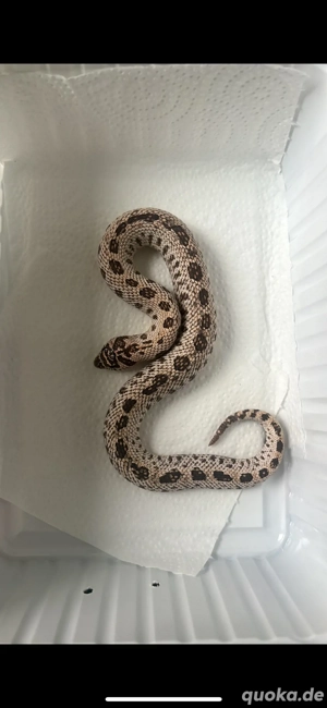 super arctic conda 0.1 