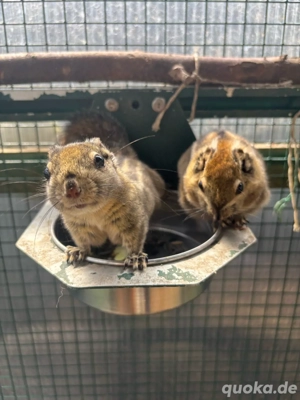 Baumstreifenhörnchen 