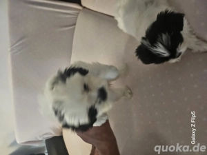 Shitz- Tzu