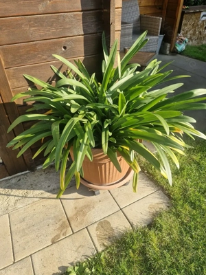 Schmucklilie Agapanthos mit lila Blüten 50 cm