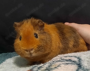 Süßer Meerschweinchenbock abzugeben