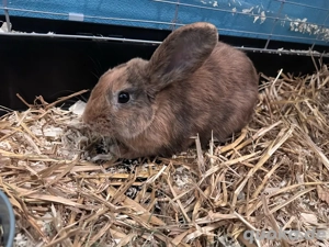zwerg kaninchen dringend