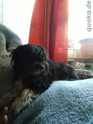 Hawaneser Deckrüde  Bild 3