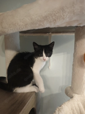 1Mischlingskätzchen  Bild 4