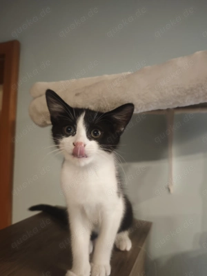 1Mischlingskätzchen  Bild 3