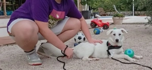 Kleine Labrador Mix Welpe Hündin weiß 8Mon 46cm 14kg Ausreise nach Adoption