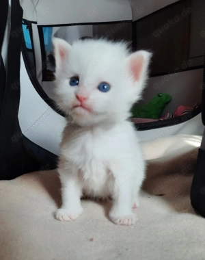 Weiße Maine Coon Kitten Bild 2 Weiße Maine Coon Kitten Bild 2