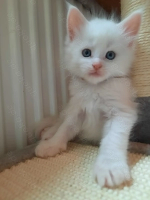 Weiße Maine Coon Kitten Bild 4 Weiße Maine Coon Kitten Bild 4