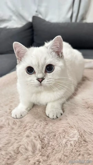 BKH reinrassige mit stammbaum  Bild 8