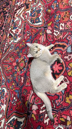 BKH reinrassige mit stammbaum  Bild 10