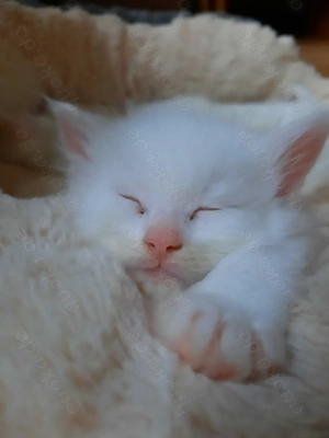 Weiße Maine Coon Kitten Bild 5 Weiße Maine Coon Kitten Bild 5