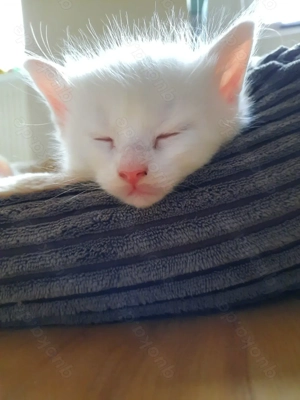 Weiße Maine Coon Kitten Bild 7 Weiße Maine Coon Kitten Bild 7