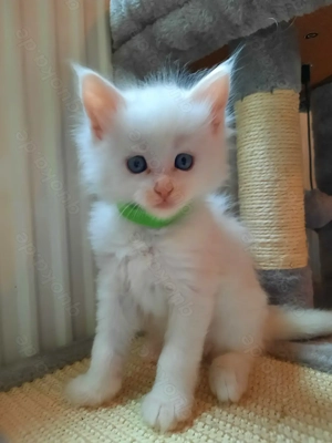 Weiße Maine Coon Kitten Bild 8 Weiße Maine Coon Kitten Bild 8