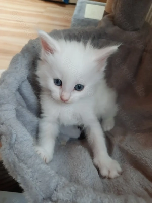 Weiße Maine Coon Kitten Bild 3 Weiße Maine Coon Kitten Bild 3