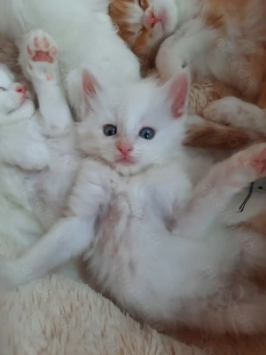 Weiße Maine Coon Kitten Bild 9 Weiße Maine Coon Kitten Bild 9