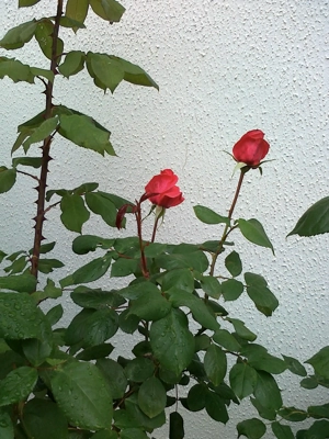 Suche ab November 2025 eine Garage in Speyer > "Kämmerer"-Gebiet