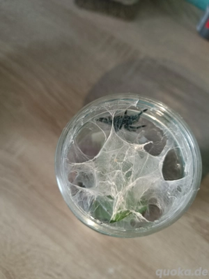 Vogelspinnen zu verkaufen