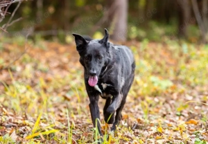 Wunderschöne Jasmine mochte geliebt werden Bild 2