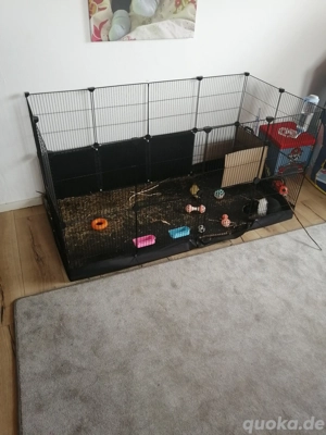 Zwergkaninchen mit Zubehör 