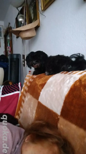 Hawaneser Deckrüde  Bild 4